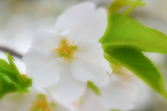 ほわっと桜