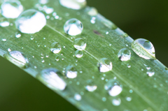 雨上がりに
