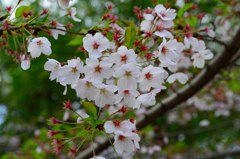 SAKURA