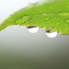雨上がり