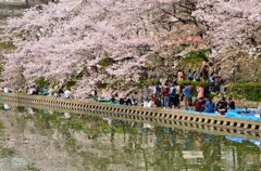 大川の桜