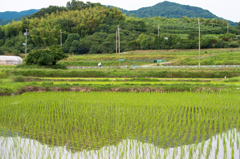 山辺の道