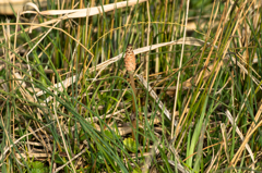 a horsetail