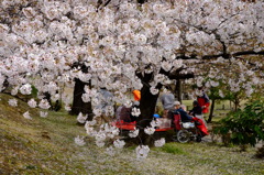 小春日和（勝龍寺城跡）