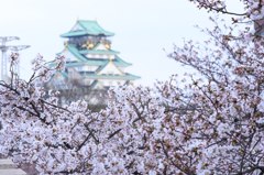 大阪城も春色