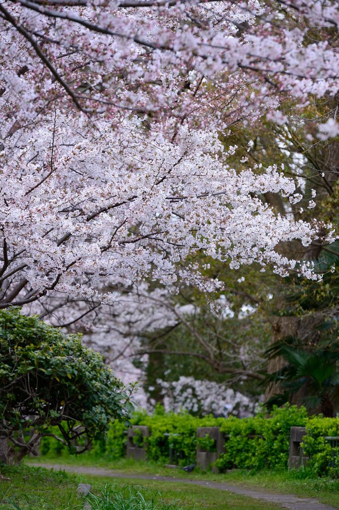 SAKURA