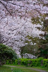 SAKURA