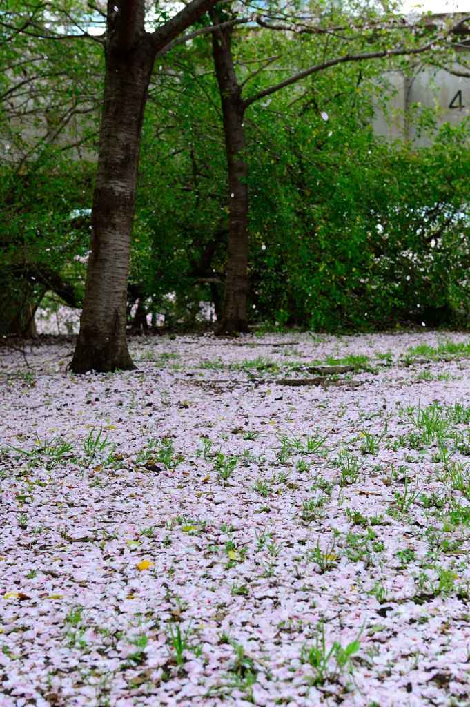 桜の絨毯