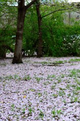 桜の絨毯