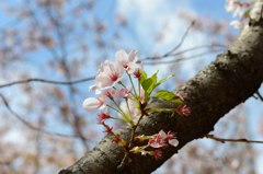 SAKURA