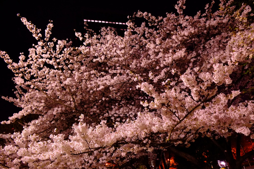 OBPの夜桜