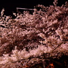 OBPの夜桜