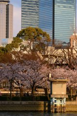 夕陽色の桜