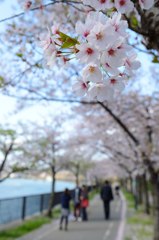 SAKURA