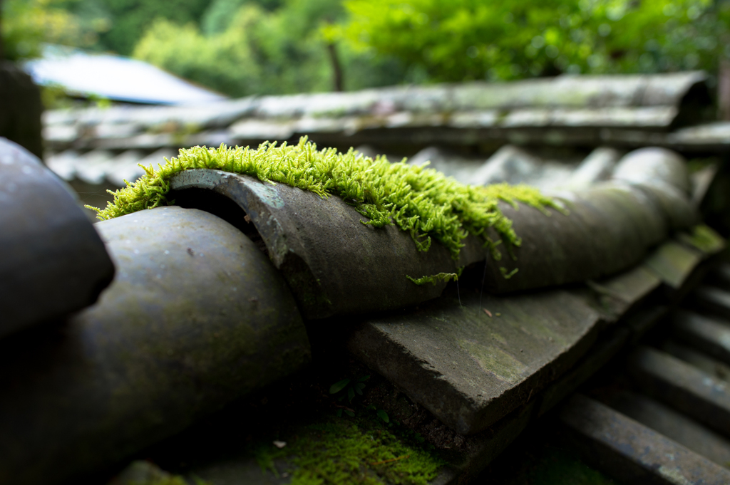 瓦のコケ（山辺の道）