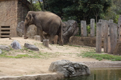 ゾウでーす