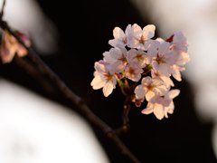 夕陽色