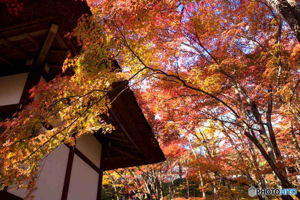 常寂光寺（京都）