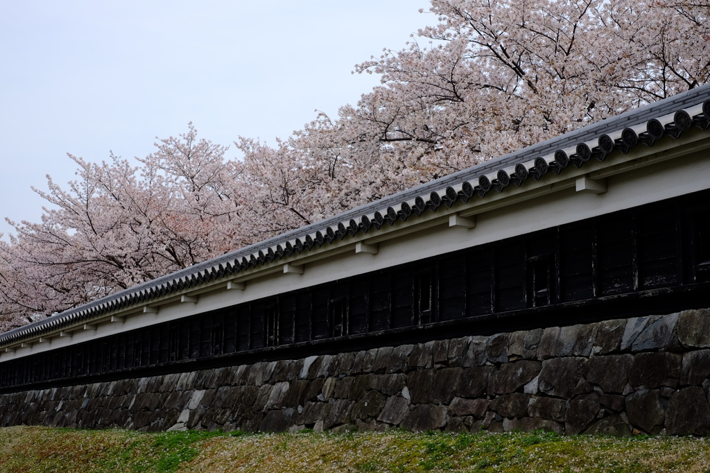 勝龍寺城跡の桜