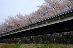 勝龍寺城跡の桜
