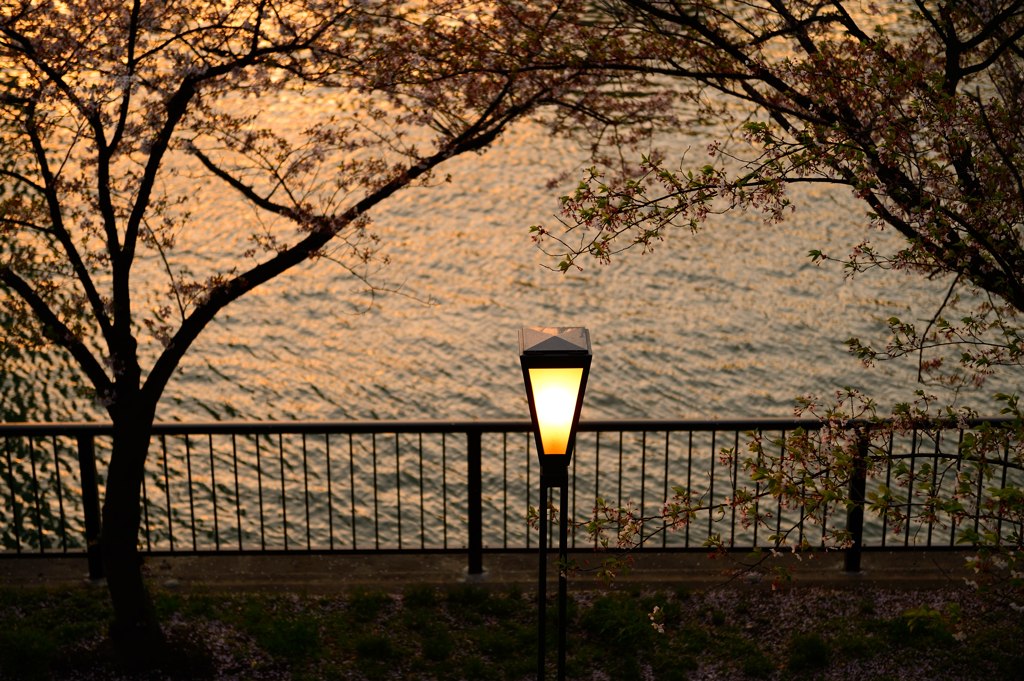 夕暮れの桜を照らす