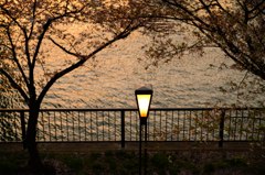 夕暮れの桜を照らす
