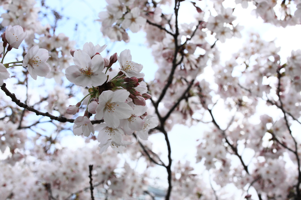 SAKURA