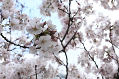 SAKURA