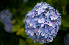 あじさい
