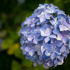 あじさい