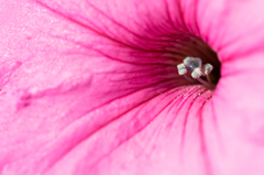 近所の花壇