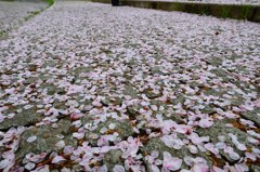 SAKURA ROAD