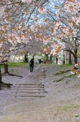 SAKURA ROAD