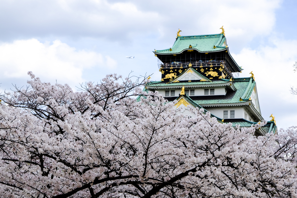 桜と大阪城