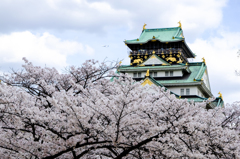 桜と大阪城