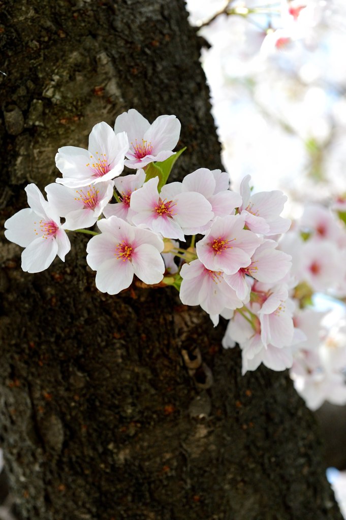 SAKURA
