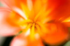 近所の花壇