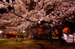OBPの夜桜