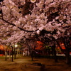 OBPの夜桜