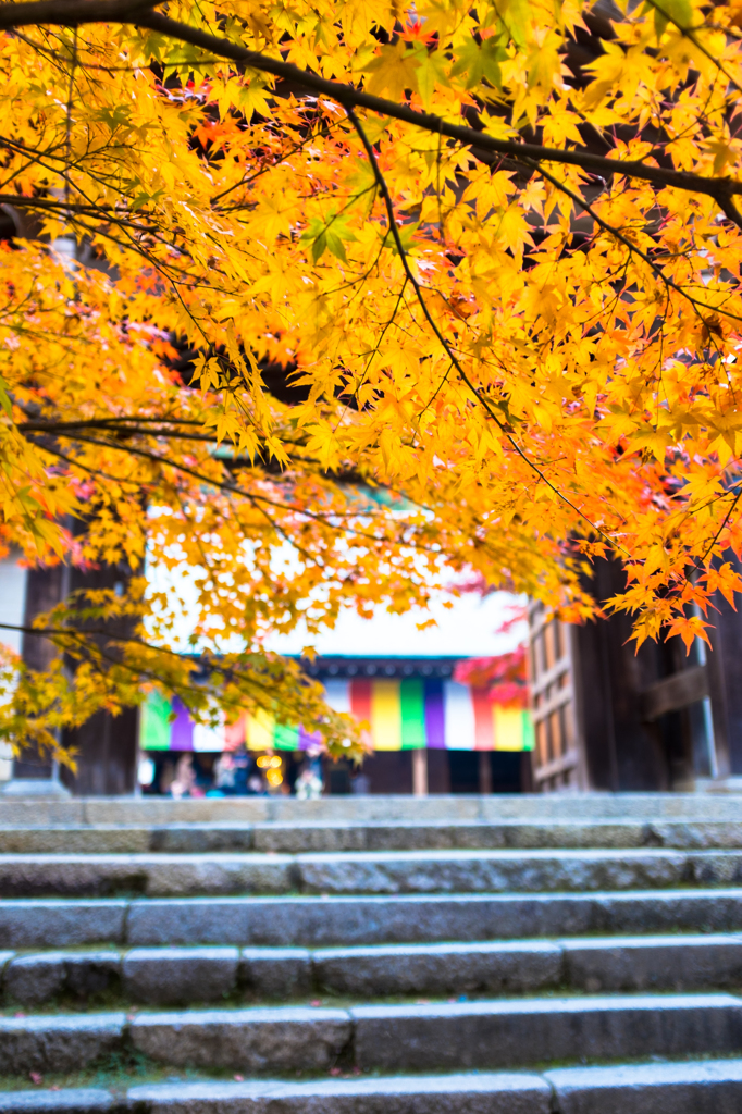 二尊院の紅葉