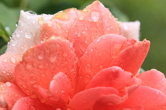 雨上がり