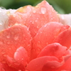雨上がり