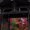 二尊院の紅葉