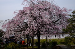 勝龍寺城跡の桜