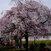 勝龍寺城跡の桜