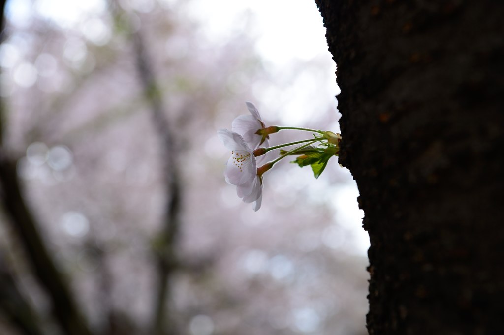 小さなSAKURA