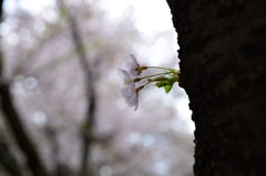 小さなSAKURA