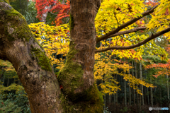 圓光寺（京都）