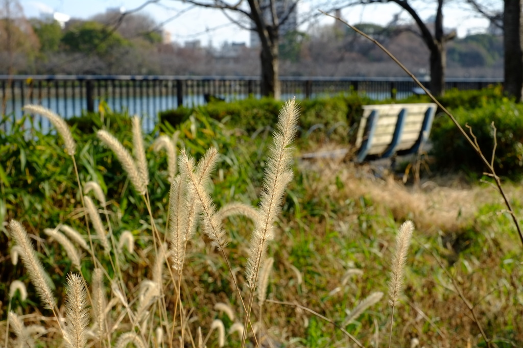 大川散歩