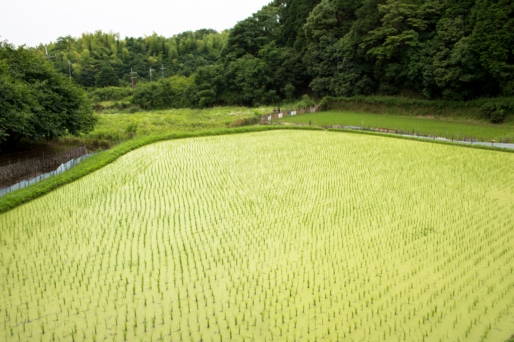 山辺の道の風景